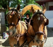 Attelage de chevaux | Pyrénées Atlantiques (64)
