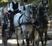 Attelage de chevaux | Cathy | Bouches du Rhône (13)